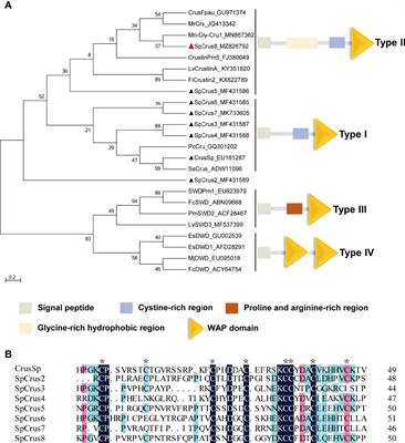 A New Crustin Gene Homolog SpCrus8 Identified in Scylla paramamosain Exerting In Vivo Protection Through Opsonization and Immunomodulation